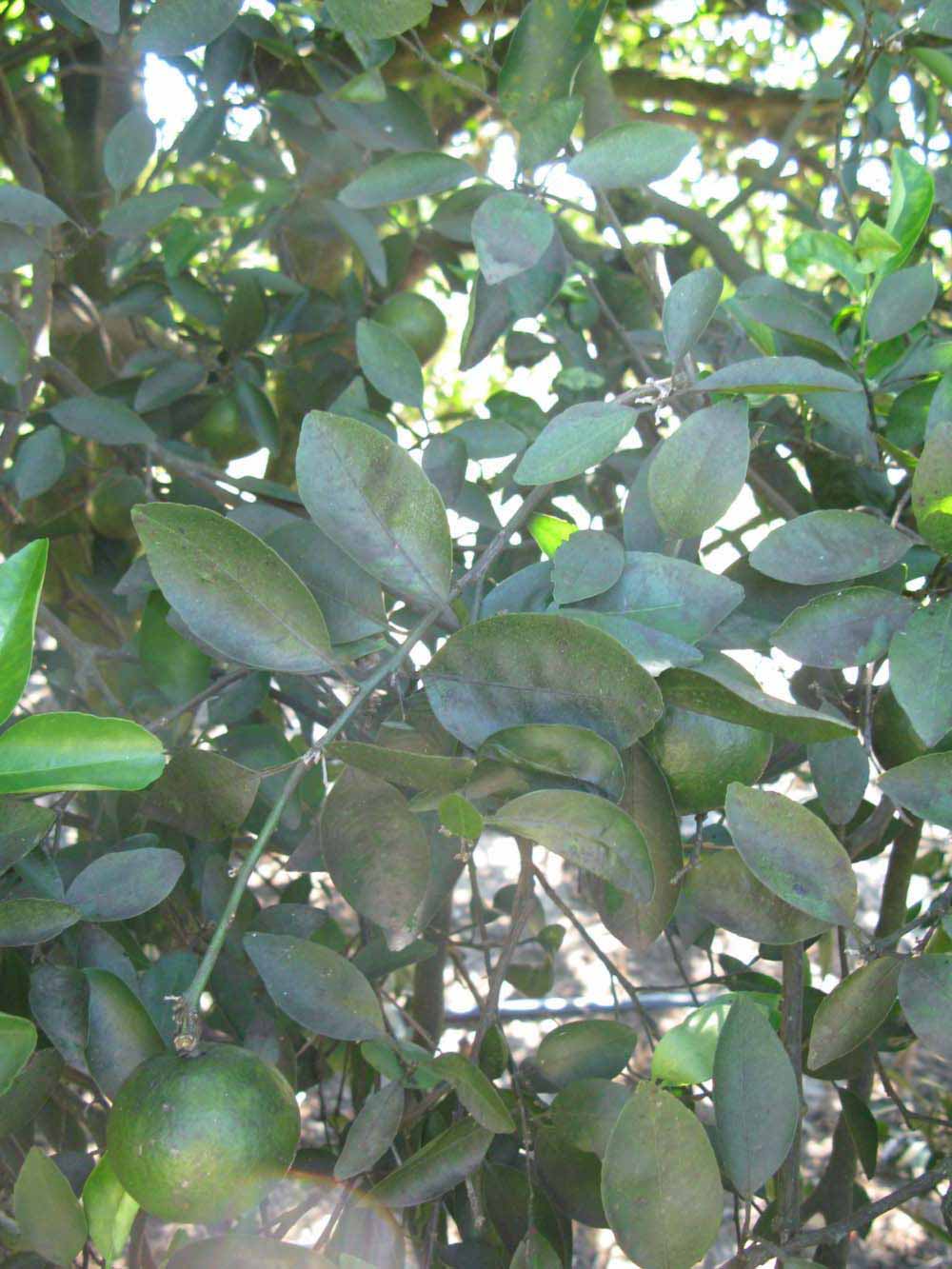              Shade leaves (Winter Haven, FL)       
